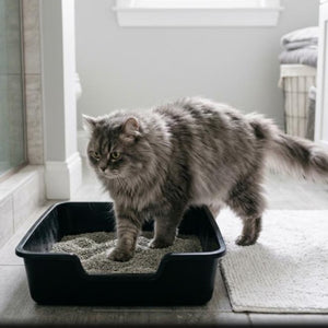 Premium Litter Box, Oversized Pet Litter Box, Low Entry Open Litter Box, Suitable for Weak, Elderly Kittens, Easy to Clean