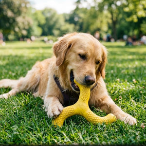 Golden Retriever chewing yellow tri-arm rubber chew toy outdoors on grass