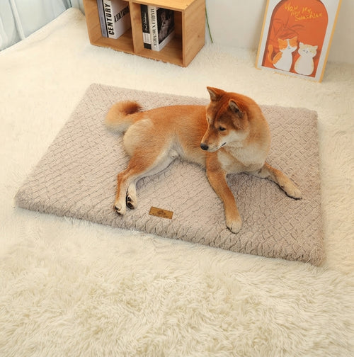 3D foam pet bed lifestyle photo
