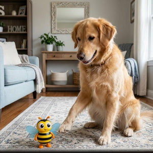 Golden Retriever watching electronic dancing bee toy on living room floor