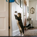 Cat leaping to catch mouse toy from motorized door-hanger cat toy