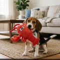 Beagle puppy holding plush red lobster dog toy