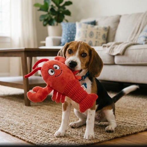 Beagle puppy holding plush red lobster dog toy